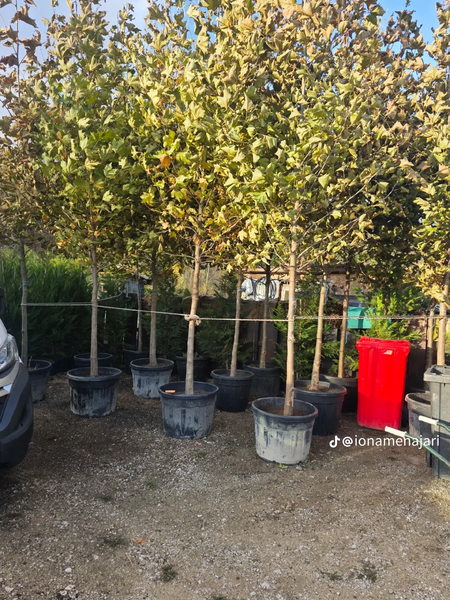 Amenajari gradini si spatii verzi,