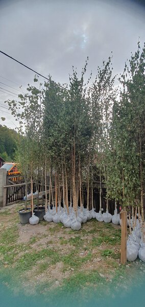 Amenajari gradini si spatii verzi,