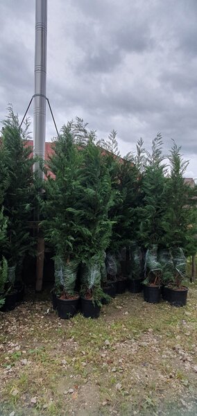 Amenajari gradini si spatii verzi,