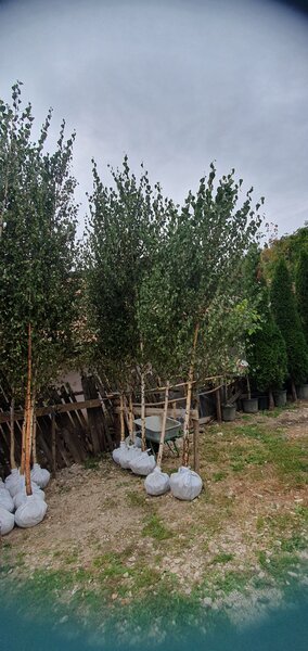 Amenajari gradini si spatii verzi,