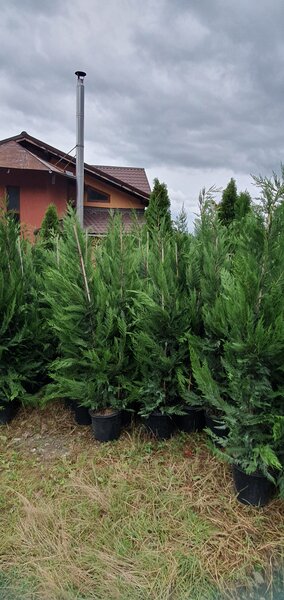 Amenajari gradini si spatii verzi,