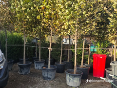 Amenajari gradini si spatii verzi