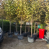 Amenajari gradini si spatii verzi